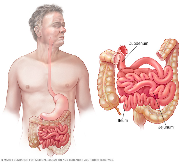 Small intestine â€” duodenum, jejunum and ileum